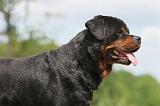 ROTTWEILER 296